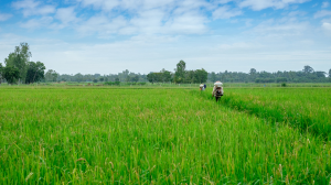 Paddy Image 1