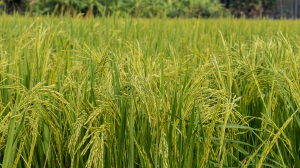 Paddy Image 2